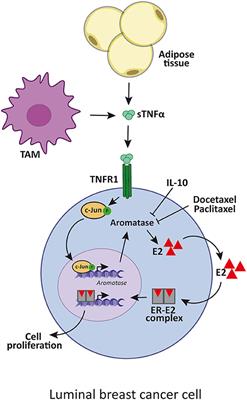 Frontiers | Tumor Necrosis Factor α Blockade: An Opportunity To Tackle ...